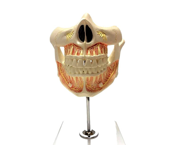 dental models nerves roots
