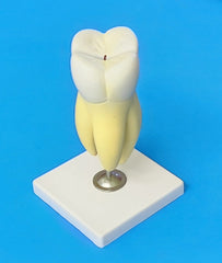 human molar education model
