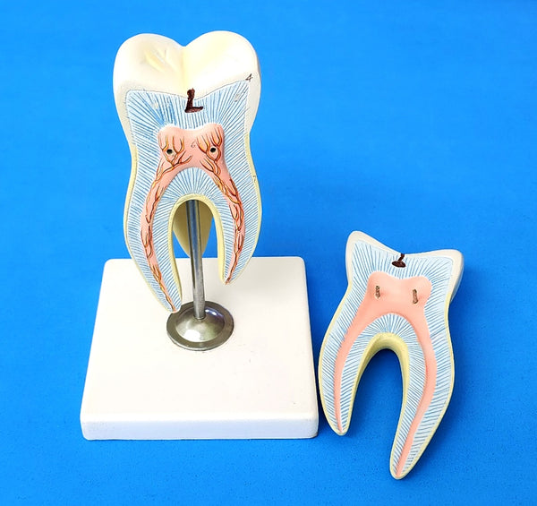 human molar model