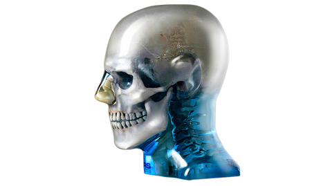 dental teeth x-ray ct scan manikin