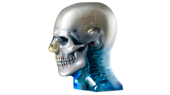 dental teeth x-ray ct scan manikin