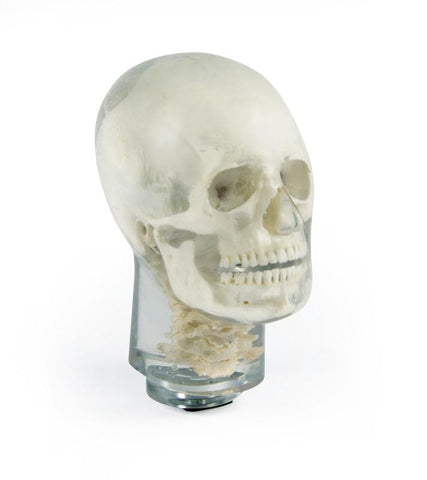 Dental Panoramic Teeth X-Ray Simulator Maxillofacial Face Images Practice Manikin Training Phantom Head Cervical Vertebrae Skull Model
