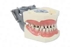 Prepared teeth dental educational model for practicing prep training restorative techniques