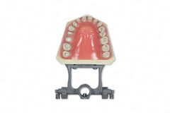 dental Prepared teeth educational models for practicing training restorative techniques
