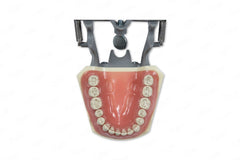 Prepared teeth dental educational models for practicing training restorative techniques