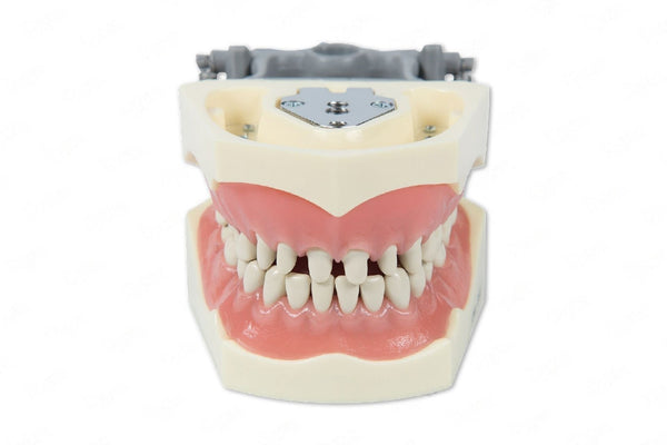 Prepared teeth dental educational models for practicing training restorative techniques