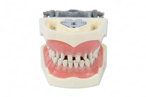 Prepared teeth dental educational models for practicing training restorative techniques
