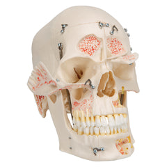 dental teeth extraction skull model
