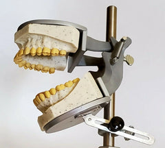 dental radiography teeth exam manikin model