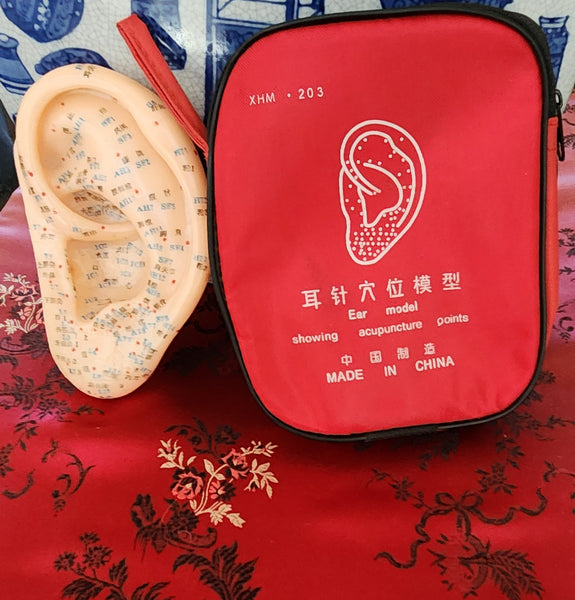 Ear Acupuncture Model Auricular points