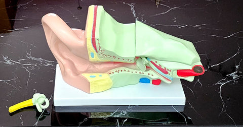 ear giant model