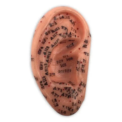 Acupuncture Models Head Ear Hand And Foot Giant Ear