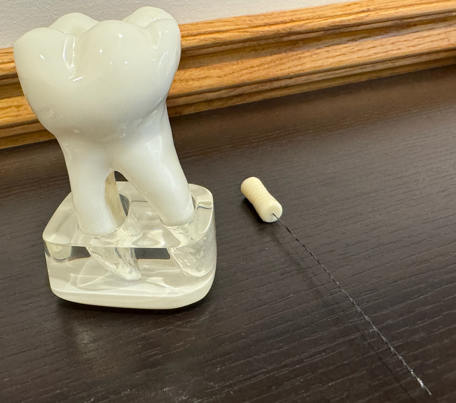 Endo Tooth Model Endodontic Molar Root Canal Treatment Model- – Buyamag INC