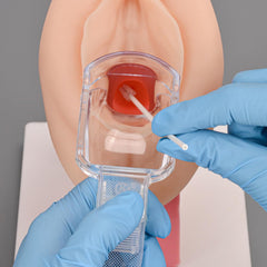 female vaginal examination pelvic model