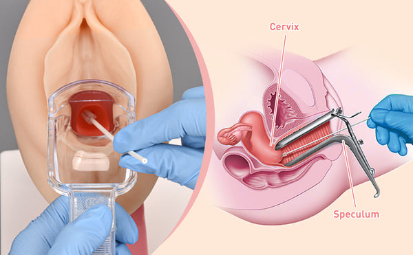 gynecological female vaginal examination manikin