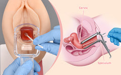 gynecological female vaginal examination manikin