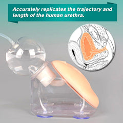 female bladder catheterization model simulator training practice phantom