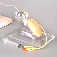 female bladder catheterization training model simulator practice