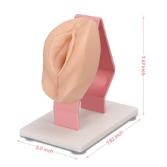 Gynecology Examination Female Vaginal Pap Smear Test Obstetric Cervix Exam Model Simulator