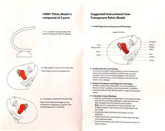 female birth control model