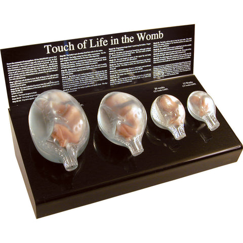 fetus in womb development model