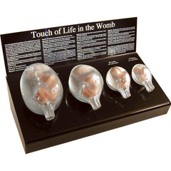 fetal in womb development model