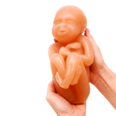 human fetus model