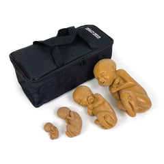 human fetus models