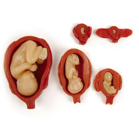 uterus fetus models