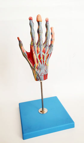 hand wrist skeleton model