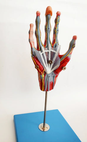 hand skeleton anatomy model