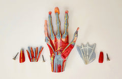 hand skeleton anatomical model