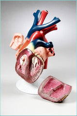 human heart model