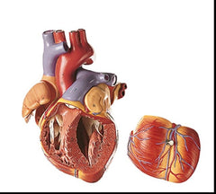 Heart Musculature model blood vessels 