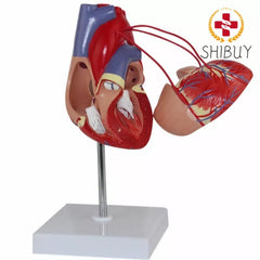 Human Heart Bypass Model With Coronary Vessels 