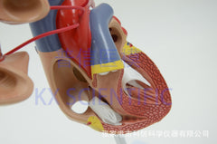 Human Heart Bypass Model With Coronary Vessels surgical