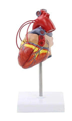 Human Heart Bypass Model With Coronary Vessels 