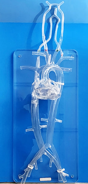 cardiovascular heart angioplasty surgery catheterization model 