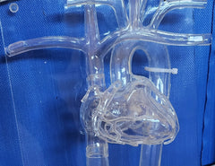 stent balloon pacemaker phantom catheter insertion placement manikin simulator