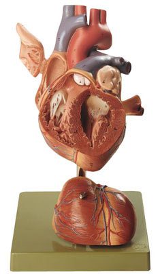 heart With Muscles Blood vessels model