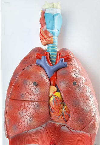 Cardiopulmonary Respiratory System Model Heart Lungs Esophagus 7 Parts