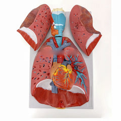 respiratory lungs heart cardiopulmonary model