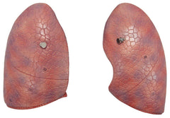 lungs respiratory model heart  esophagus 
