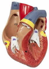 heart lungs esophagus model