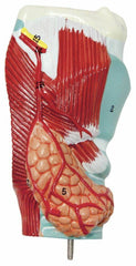 respiratory model heart lungs esophagus 