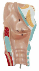 respiratory heart lungs esophagus model