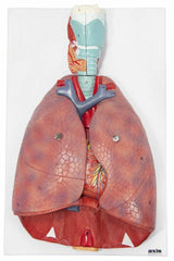 respiratory heart lungs model