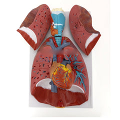 respiratory model heart lungs esophagus 