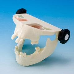 implantation bone graft practice training model