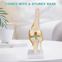 human knee functional model